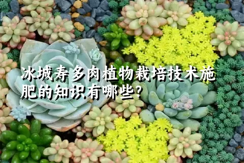 冰城寿多肉植物栽培技术施肥的知识有哪些？ 