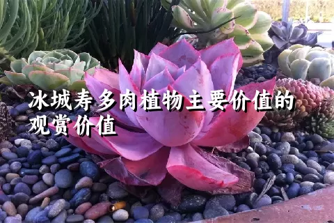 冰城寿多肉植物主要价值的观赏价值