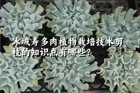 冰城寿多肉植物栽培技术剪枝的知识点有哪些？