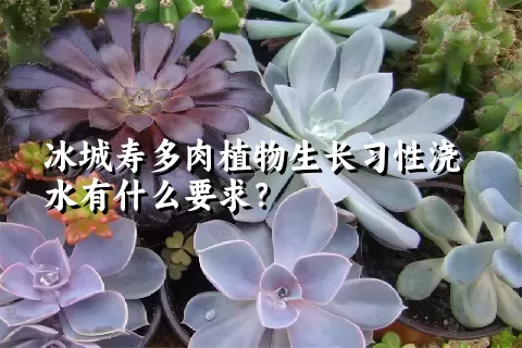 冰城寿多肉植物生长习性浇水有什么要求？	