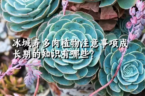 冰城寿多肉植物注意事项成长期的知识有哪些？ 