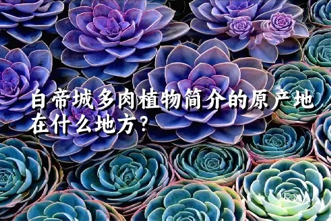 白帝城多肉植物简介的原产地在什么地方？