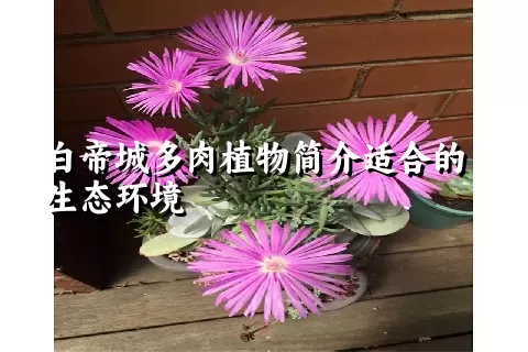 白帝城多肉植物简介适合的生态环境