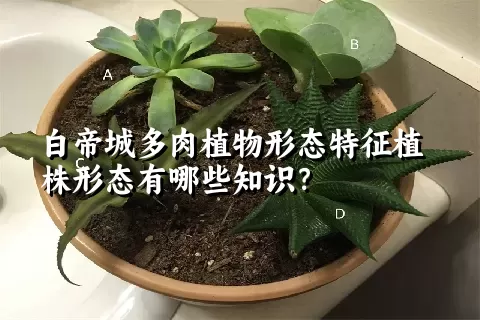 白帝城多肉植物形态特征植株形态有哪些知识？