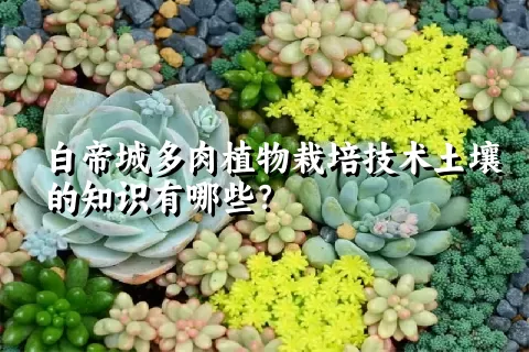 白帝城多肉植物栽培技术土壤的知识有哪些？