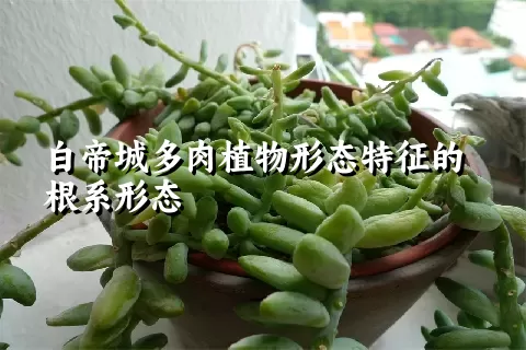 白帝城多肉植物形态特征的根系形态