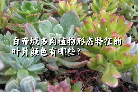 白帝城多肉植物形态特征的叶片颜色有哪些？