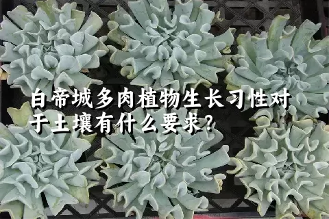 白帝城多肉植物生长习性对于土壤有什么要求？	