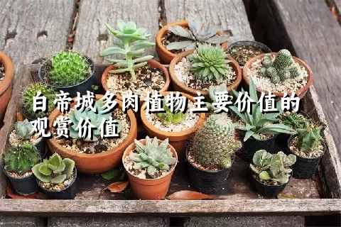 白帝城多肉植物主要价值的观赏价值