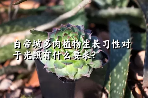 白帝城多肉植物生长习性对于光照有什么要求？