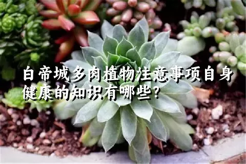 白帝城多肉植物注意事项自身健康的知识有哪些？