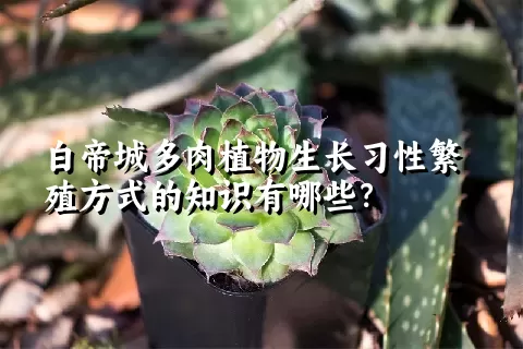 白帝城多肉植物生长习性繁殖方式的知识有哪些？