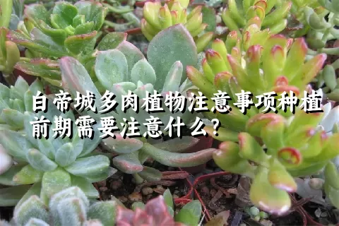 白帝城多肉植物注意事项种植前期需要注意什么？ 