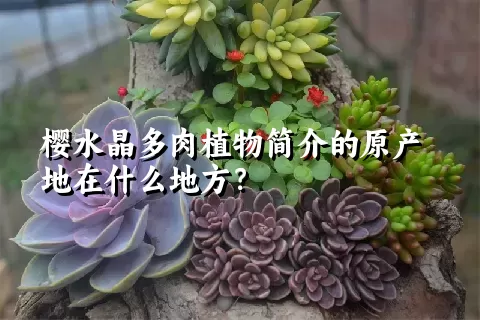 樱水晶多肉植物简介的原产地在什么地方？