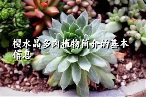 樱水晶多肉植物简介的基本信息