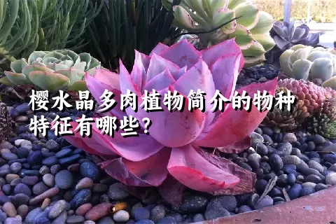 樱水晶多肉植物简介的物种特征有哪些？