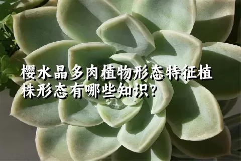 樱水晶多肉植物形态特征植株形态有哪些知识？