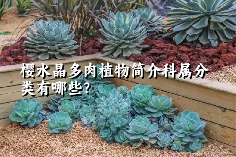 樱水晶多肉植物简介科属分类有哪些？