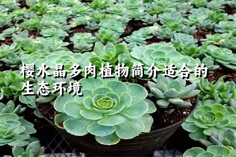 樱水晶多肉植物简介适合的生态环境