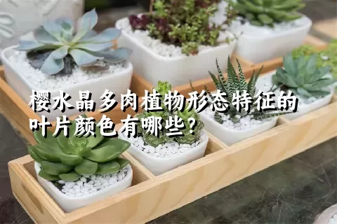 樱水晶多肉植物形态特征的叶片颜色有哪些？