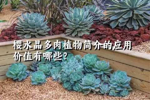 樱水晶多肉植物简介的应用价值有哪些？