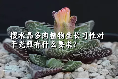 樱水晶多肉植物生长习性对于光照有什么要求？