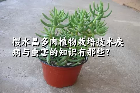 樱水晶多肉植物栽培技术疾病与虫害的知识有那些？ 