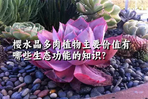 樱水晶多肉植物主要价值有哪些生态功能的知识？