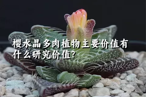 樱水晶多肉植物主要价值有什么研究价值？