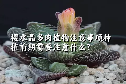 樱水晶多肉植物注意事项种植前期需要注意什么？ 