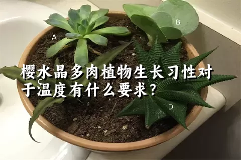 樱水晶多肉植物生长习性对于温度有什么要求？