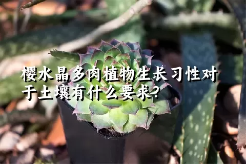 樱水晶多肉植物生长习性对于土壤有什么要求？	