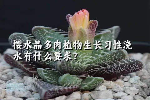 樱水晶多肉植物生长习性浇水有什么要求？	