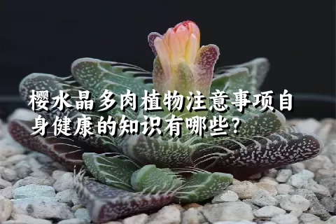 樱水晶多肉植物注意事项自身健康的知识有哪些？