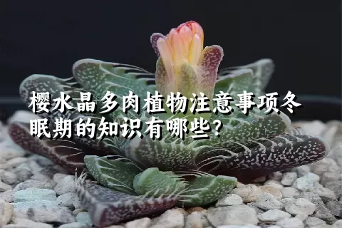 樱水晶多肉植物注意事项冬眠期的知识有哪些？