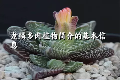 龙鳞多肉植物简介的基本信息