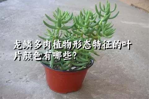 龙鳞多肉植物形态特征的叶片颜色有哪些？