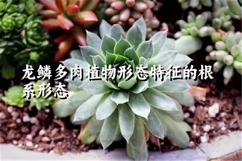 龙鳞多肉植物形态特征的根系形态