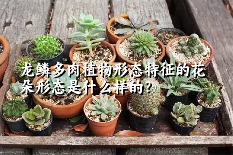 龙鳞多肉植物形态特征的花朵形态是什么样的？