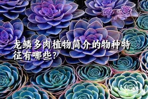 龙鳞多肉植物简介的物种特征有哪些？