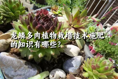 龙鳞多肉植物栽培技术施肥的知识有哪些？ 