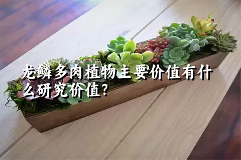 龙鳞多肉植物主要价值有什么研究价值？