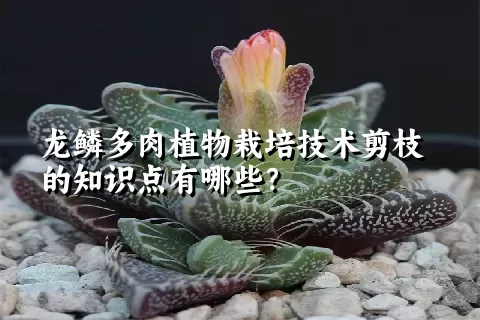 龙鳞多肉植物栽培技术剪枝的知识点有哪些？