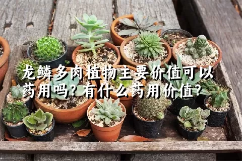 龙鳞多肉植物主要价值可以药用吗？有什么药用价值？