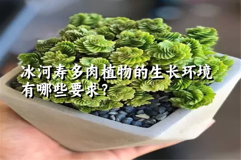 冰河寿多肉植物的生长环境有哪些要求？