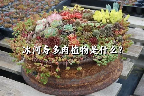 冰河寿多肉植物是什么？