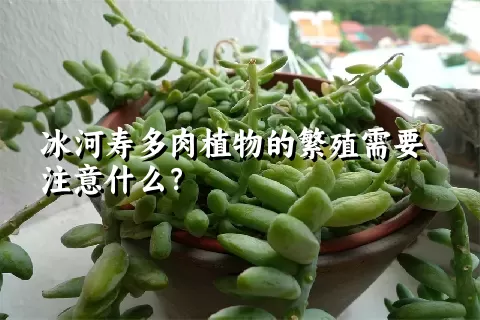 冰河寿多肉植物的繁殖需要注意什么？