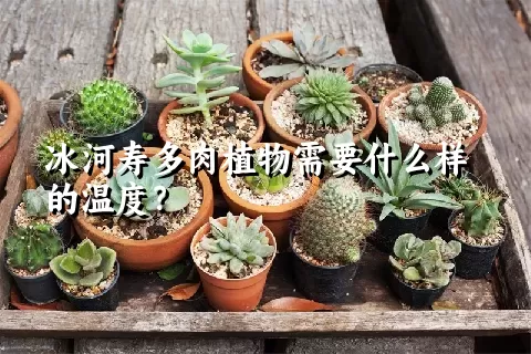 冰河寿多肉植物需要什么样的温度？