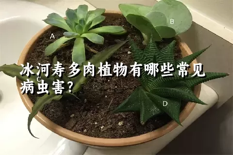 冰河寿多肉植物有哪些常见病虫害？