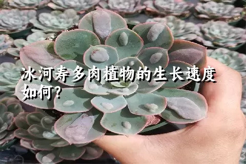 冰河寿多肉植物的生长速度如何？